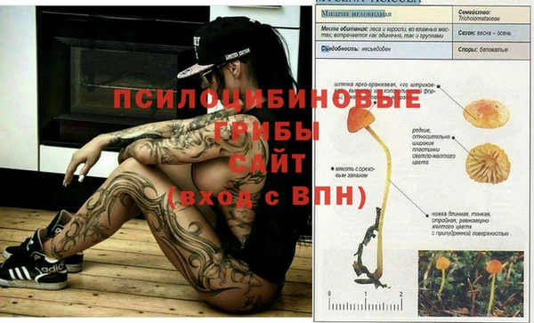 ПСИЛОЦИБИНОВЫЕ ГРИБЫ Алзамай